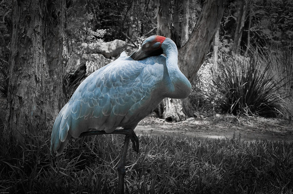 nature-1.jpg