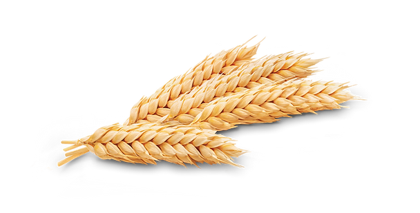 TRIGO.png