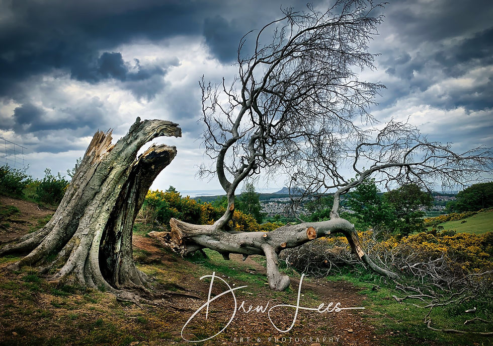 A tree split by lightning during a storm in the Pentland Hills overlooking Edinburgh, Scotland.