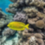 Yellow fish swims near vibrant coral reef, displaying diverse textures and colors underwater. Clear blue water enhances the serene scene.