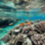 Colorful fish swim among vibrant coral reefs in clear blue ocean water, creating a serene underwater scene teeming with life.