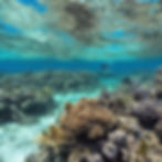 Underwater scene with coral reefs and a snorkeler in clear blue water. Vibrant marine life and sunlight create a serene, colorful landscape.