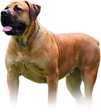 #Extended images pedigree (2).png