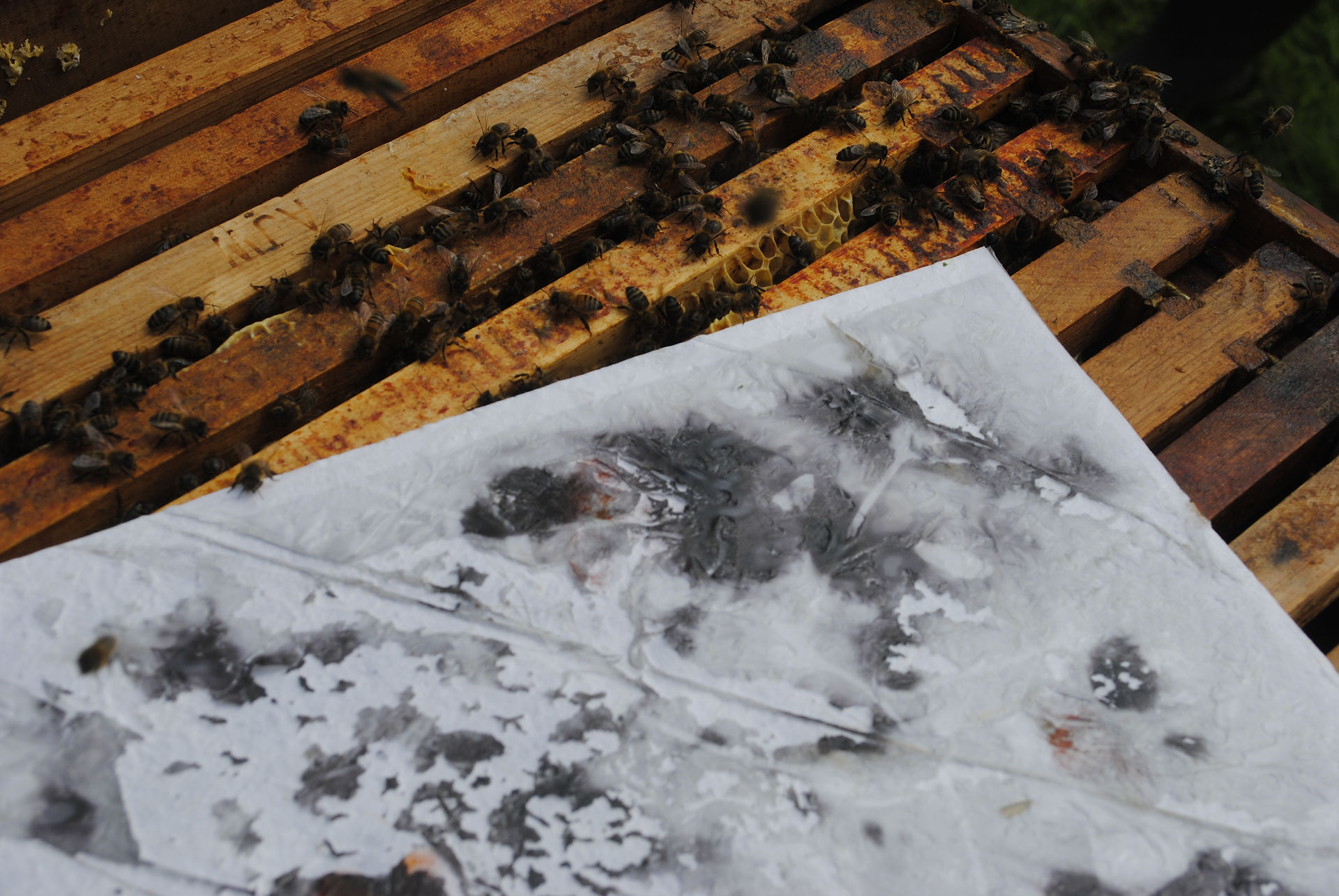 bee interaction