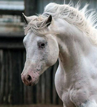 White Color Crime X Stolen Identity(12)_