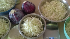 חכמת הפרוביוטיקה 