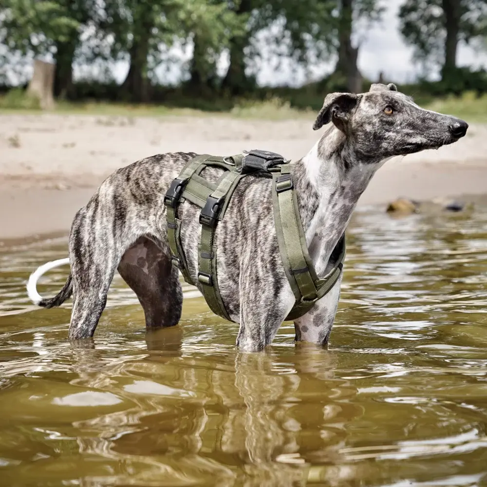 Annyx Brustgeschirr Safety Fun - Div Farben