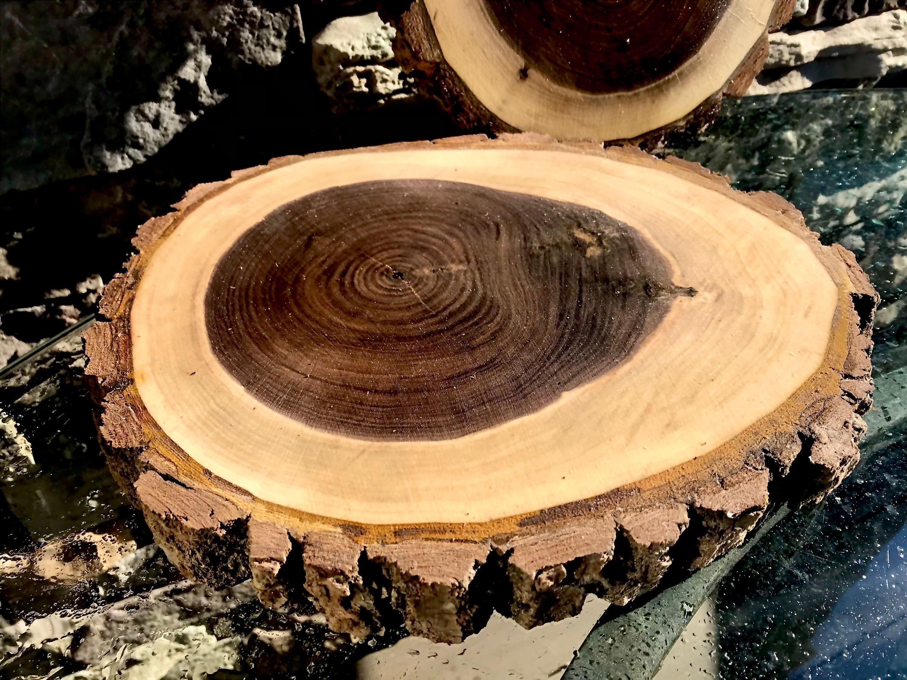 Black walnut live edge wood cookie slice slab 