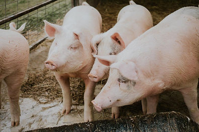 Rebel Meat Bio-Schweine im Stroh.jpg