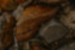 Rock in Stream_edited_edited.jpg