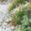 Close up image of pebble beach and wild flowers in Ceredigion