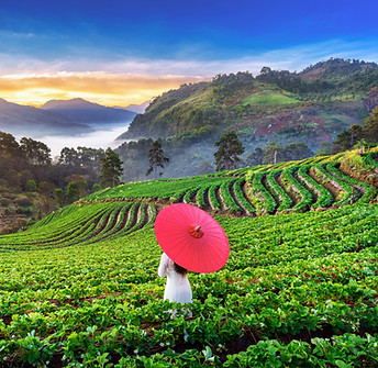 asian-woman-wearing-vietnam-culture-traditional-strawberry-garden-doi-ang-khang-chiang-mai