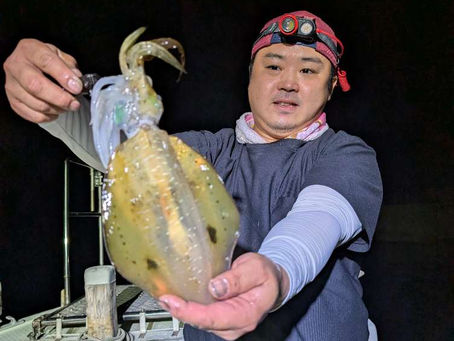 アオリイカ