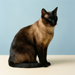 Feline Elegance