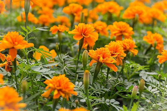 French Marigold