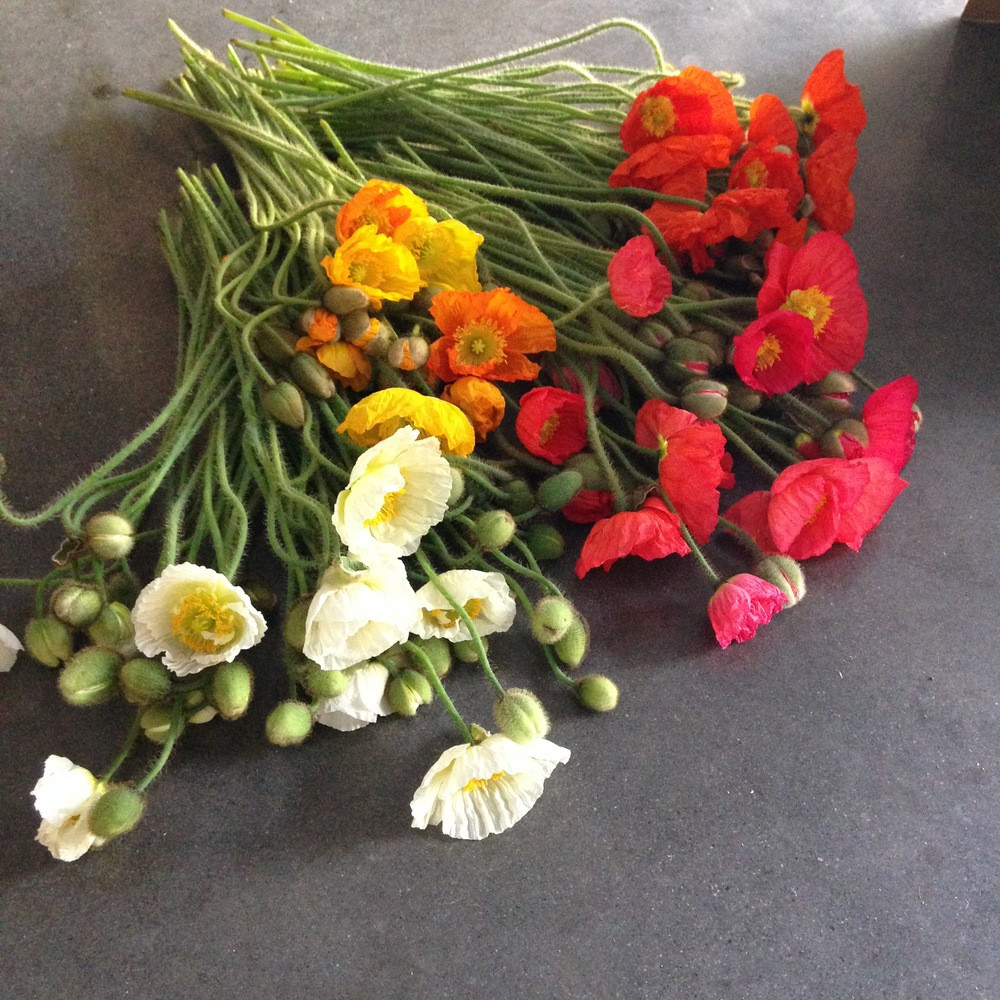 Icelandic Poppies. Photo by Hawthorn Flower Shop