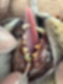 Cat's mouth held open with latex-gloved hands, showing teeth with significant tartar buildup and tongue. Veterinarian tool visible. Background is a textured fabric.