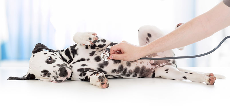 Dalmatian Dog_edited.jpg