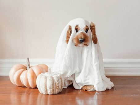 Spooky Pet Myths Unmasked: The Facts Behind the Folklore