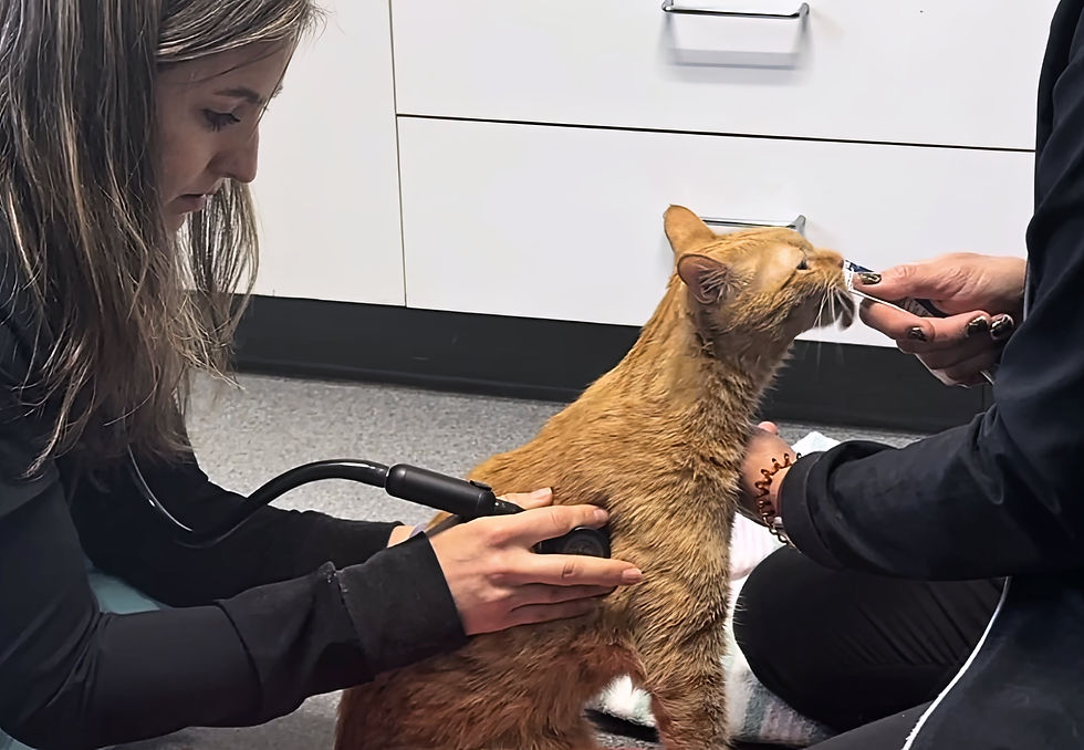 A cat at a Fear Free Vet Visit