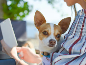 a dog outside with a woman on her ipad