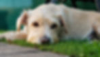 A light-colored dog lies on green grass with a relaxed expression. The background is blurred with shades of green.