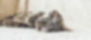 Cat on a Soft Blanket_edited_edited_edited.jpg