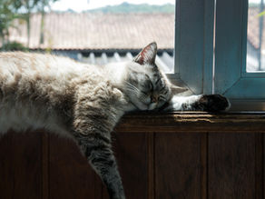 A cat sleeping on a desk in a sunbeam
