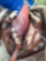 Close-up of an animal's open mouth showing freshly-cleaned teeth and tongue. Blue netting in the blurred background. No text or notable patterns.
