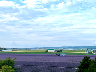 Farm tomita　ファーム富田