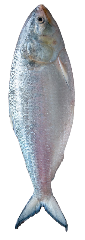 Jora-Ilish.png