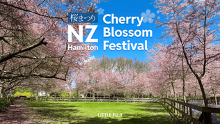 Cherry blossom trees in bloom under a bright blue sky, with text "NZ Hamilton Cherry Blossom Festival" and "Little Fuji Design Studio."