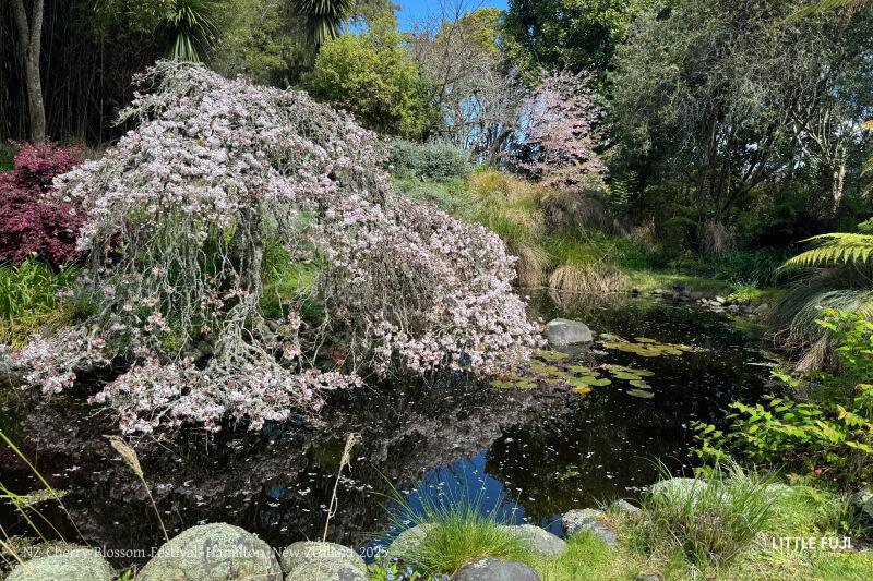 池のほとりに咲く満開の桜の木。背景には青空と緑豊かな木々が広がる。自然豊かな風景が静かな雰囲気を醸し出す。