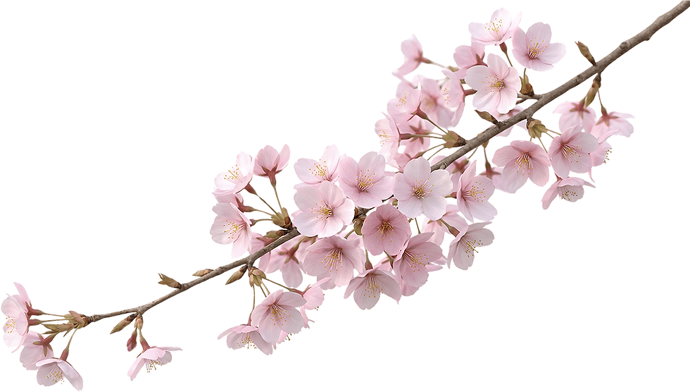 A cherry blossom branch with blooming sakura flowers used as a seasonal decorative element.