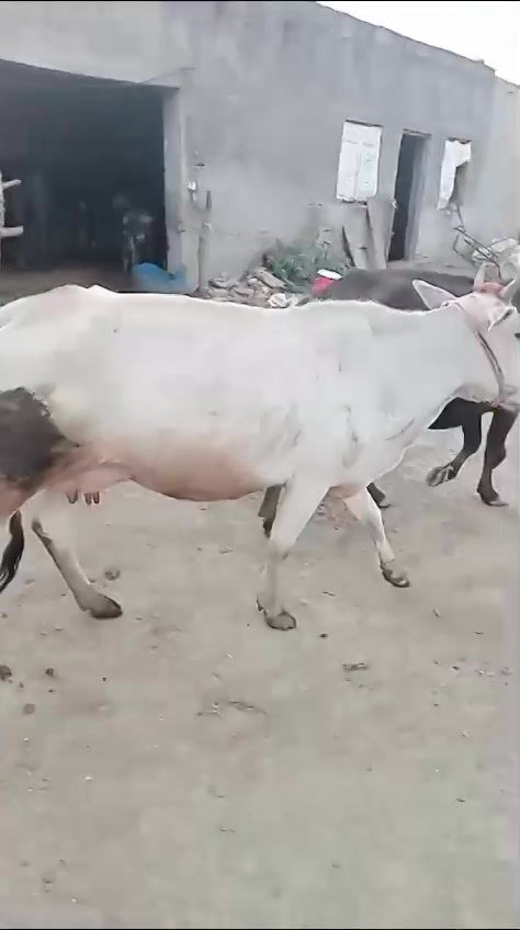 Thumbnail: Fresh cow milk from Yakutpur