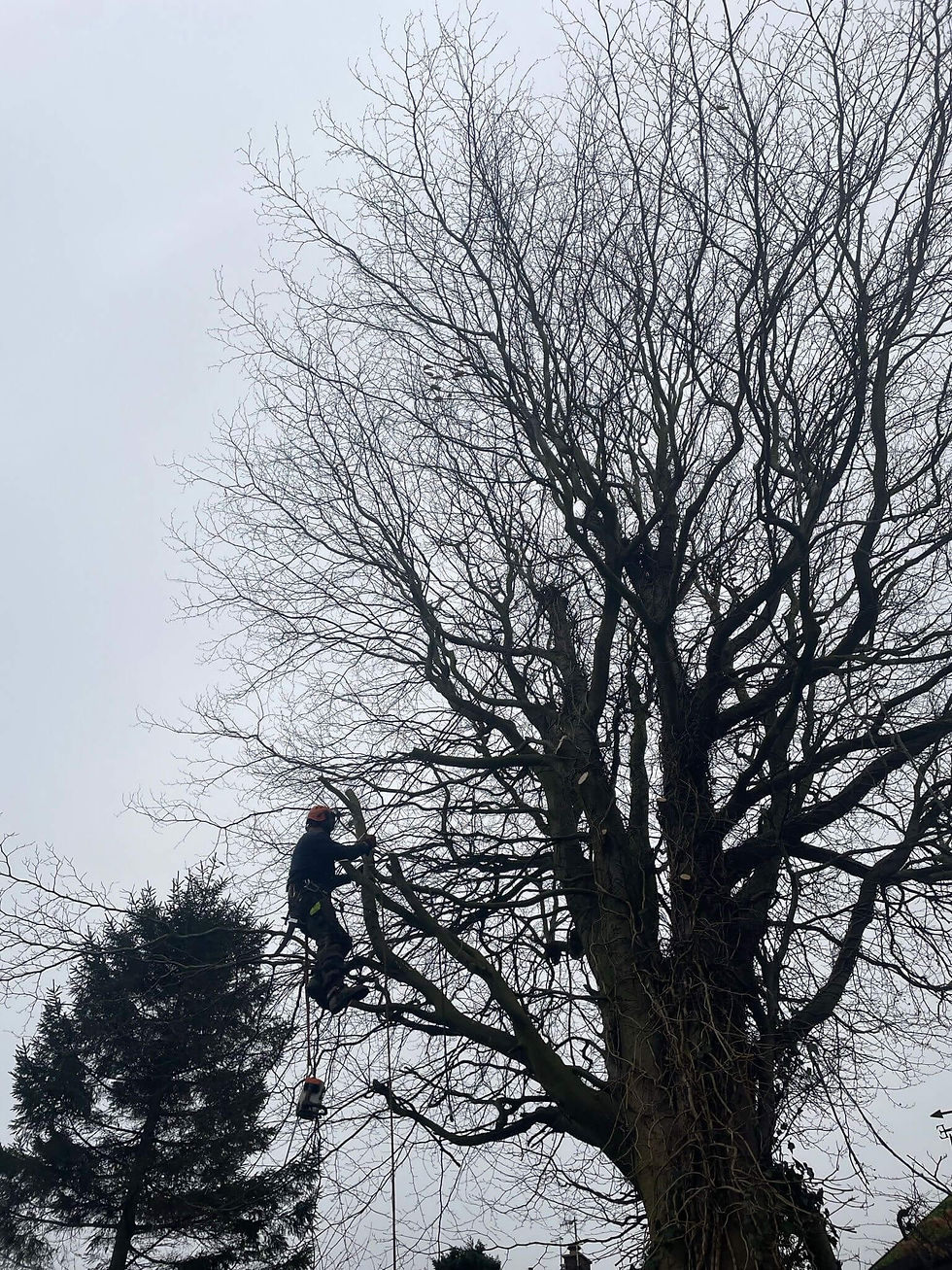 High Hedges, Heritage Fruit Trees, and Workshop Wonders What a week! From the heights of a Beech tree to the bouncy floors of Jump Inc, we’ve been kept on our toes.