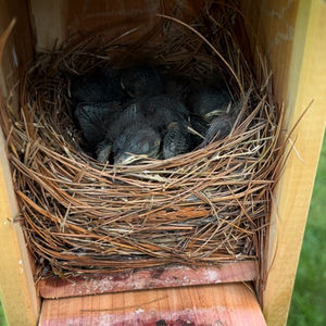One of Two Blue Bird Boxes Have Young