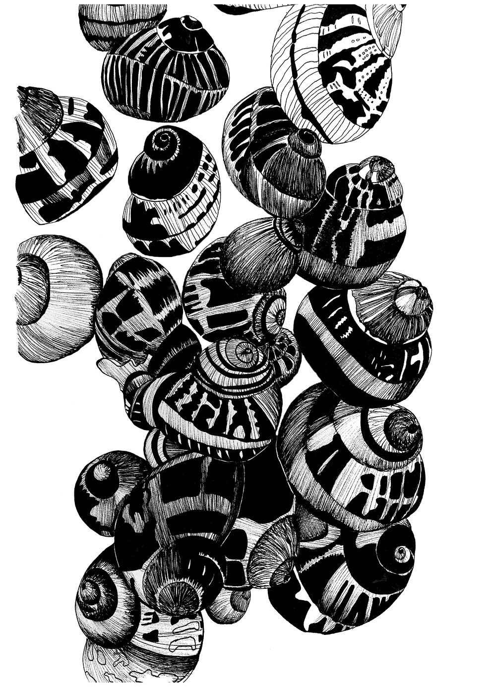 Snail shells.jpg