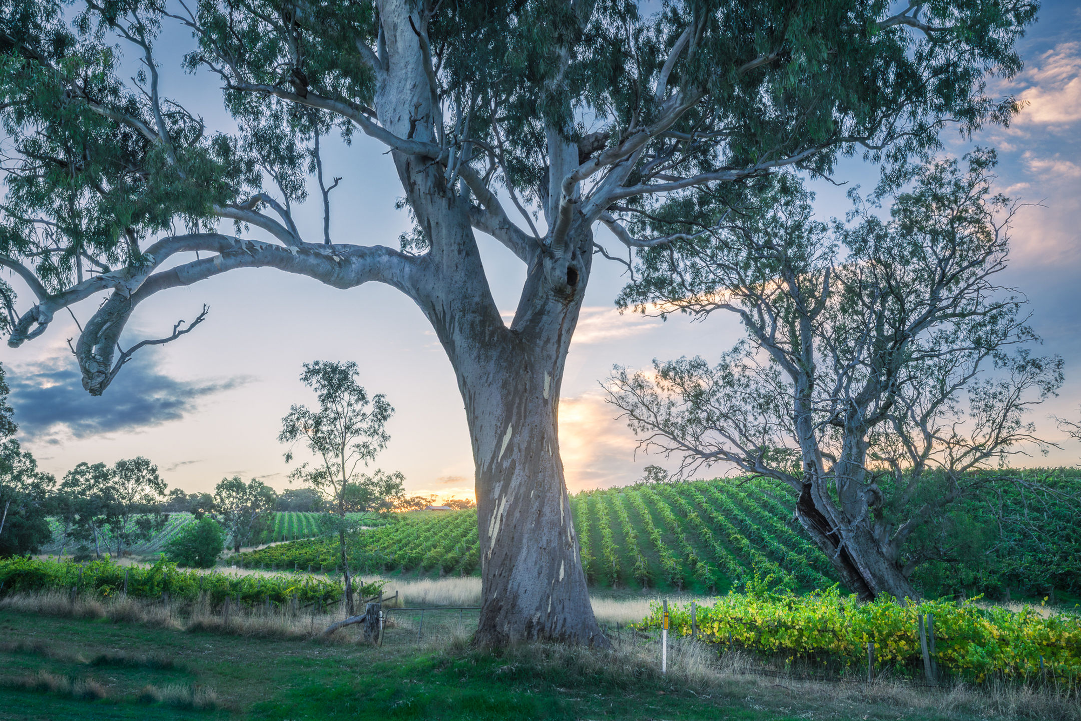 Splendour In The Vines