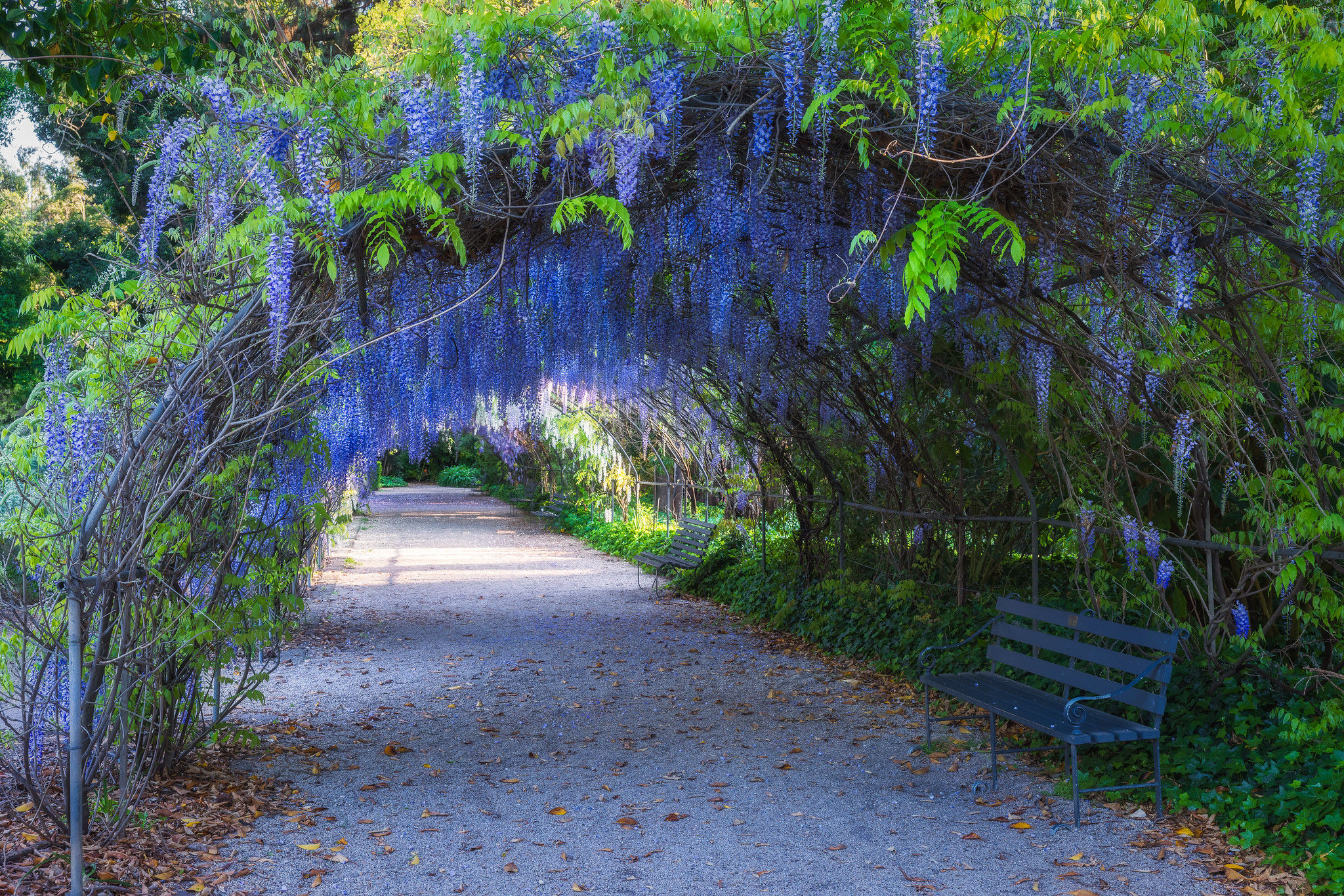 Wisteria Alley