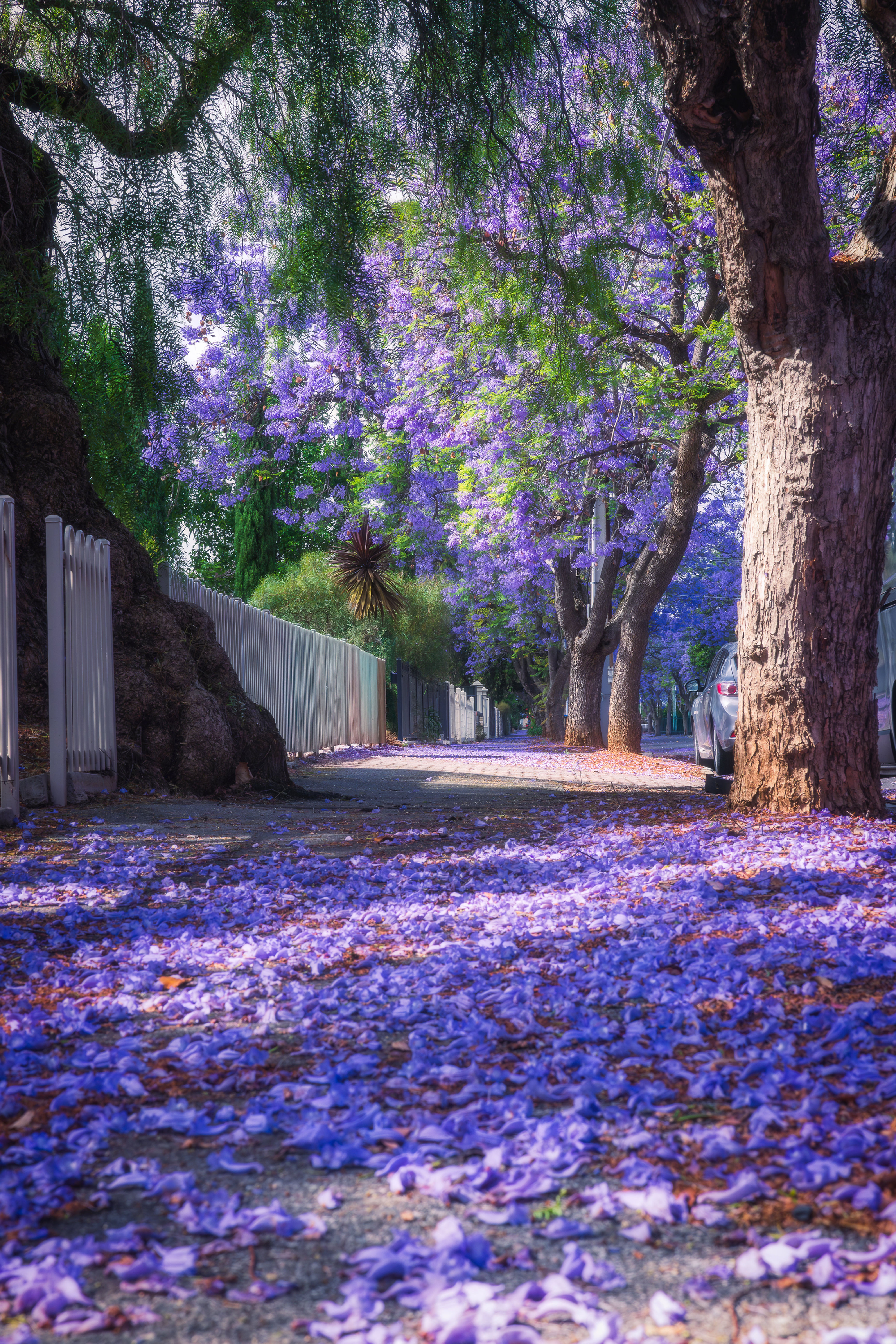 Purple Streets 5