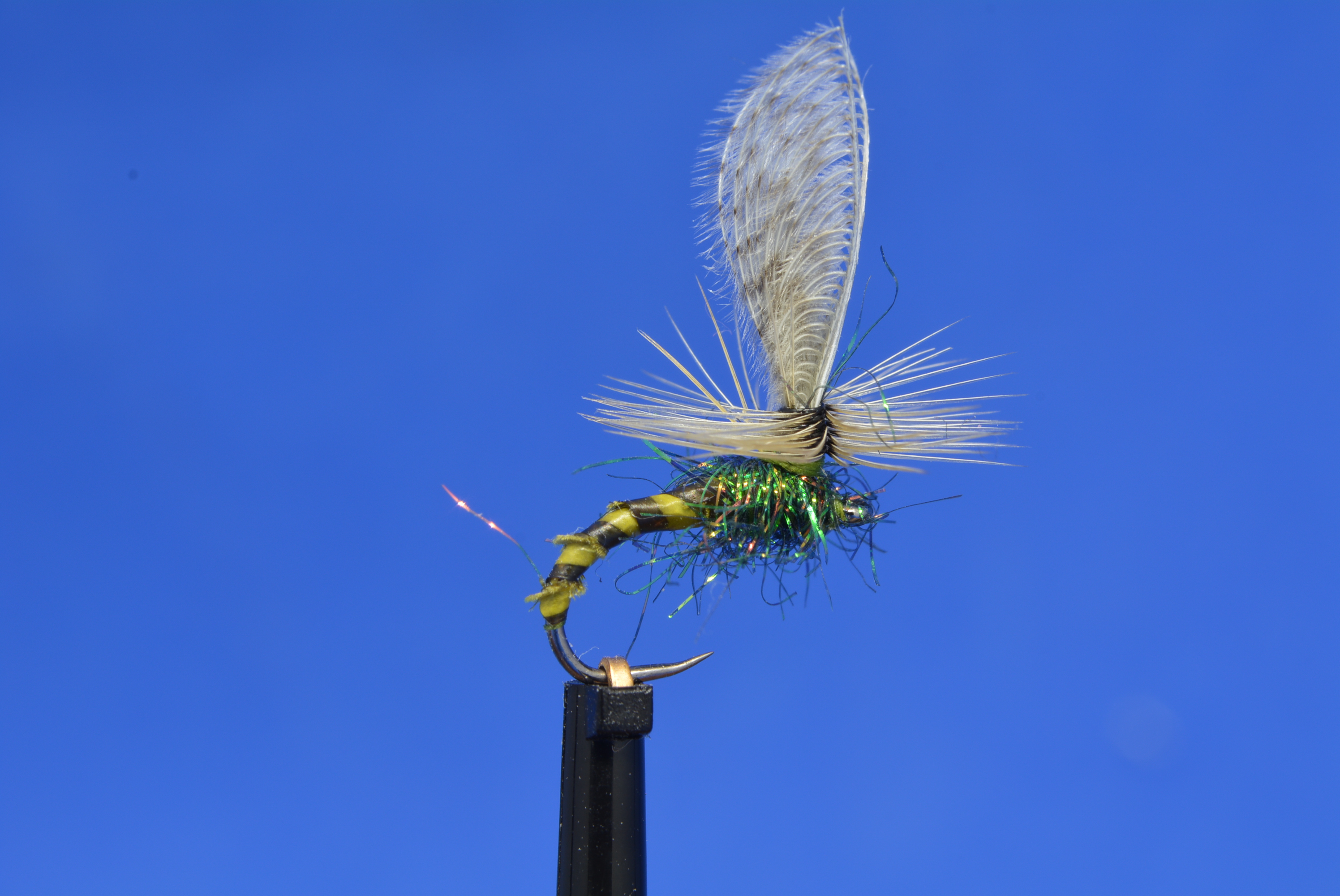 DSC_0195.JPG