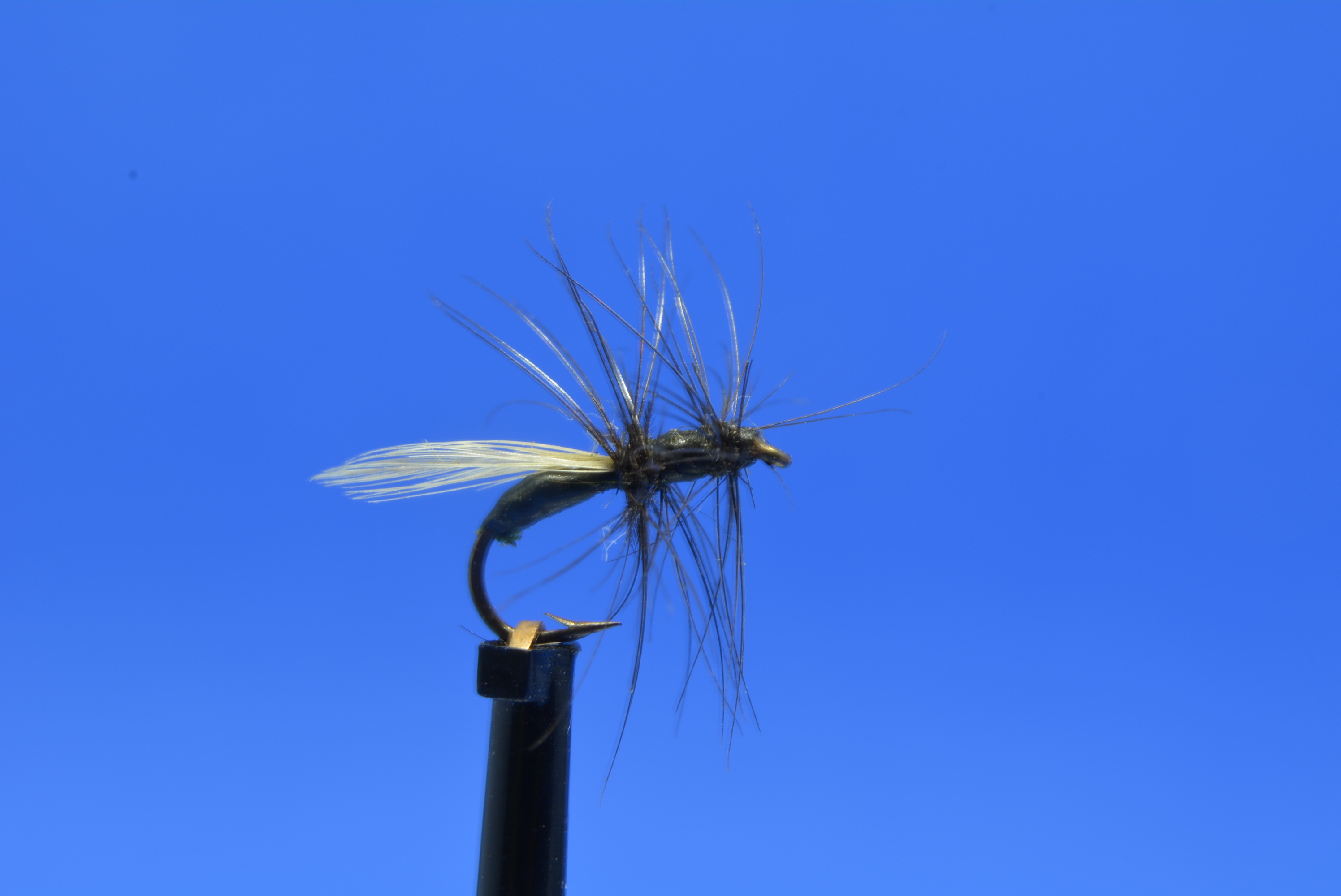 DSC_0038.JPG