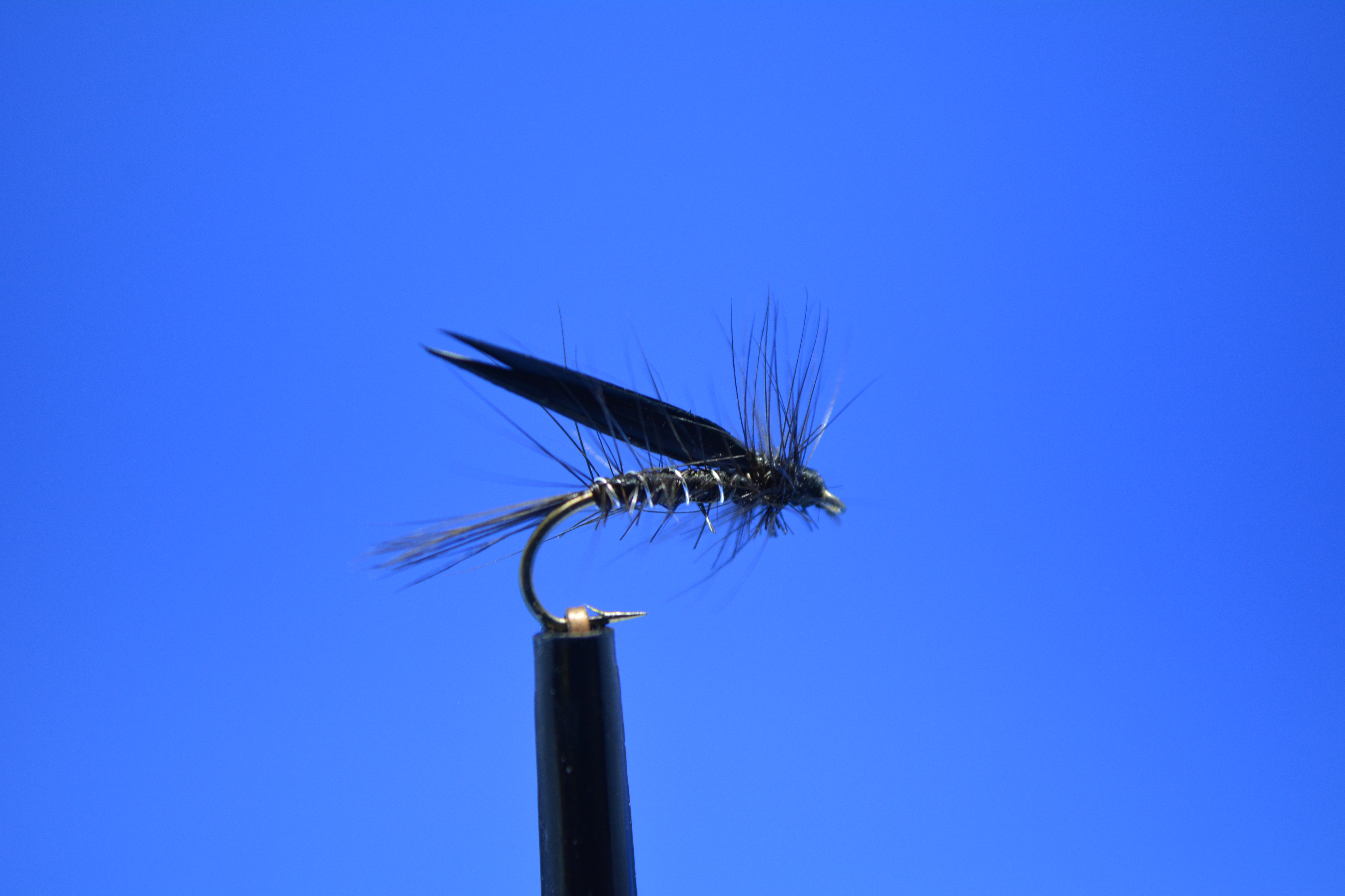 Small Black Sedge.JPG