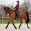 Thumbnail: QHP FLEECE BANDAGES BRILLIANCE