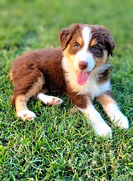 This is Opal, she is a tri red female with green eyes