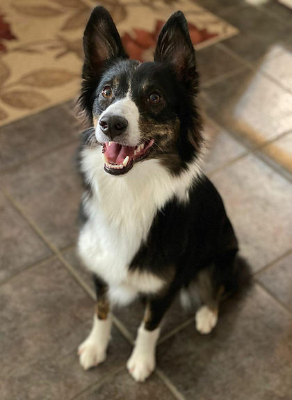 Jessie is our tri black female
