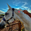 Thumbnail: Dr Silver IR+ redlight therapy for equine
