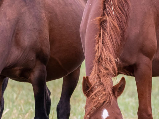 Equine Metabolic Syndrome (EMS): Understanding Feeding, Insulin Balance, and Long-Term Management