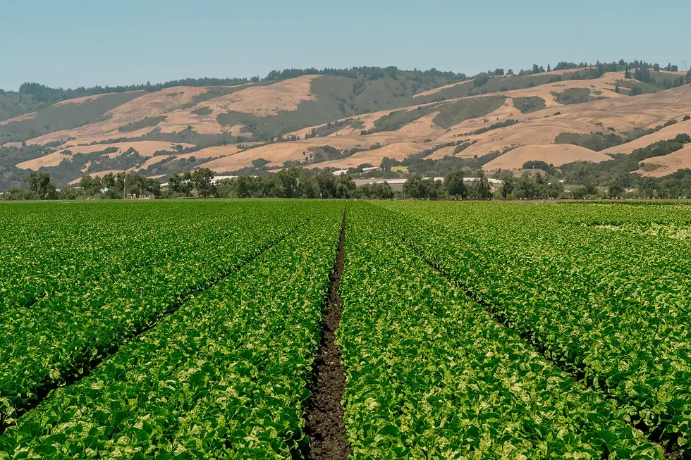 The Pajaro Valley of California, where Driscoll’s was founded in 1904 and is still headquartered, is famous for its rich soil. Credit...Kelsey McClellan for The New York Times